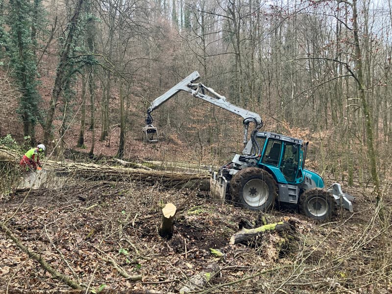 Holzrückung
